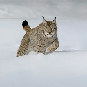 Sumava: Eurasian lynx (Lynx lynx), running through deep
