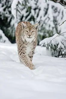 Move: Eurasian lynx (Lynx lynx) running in deep snow