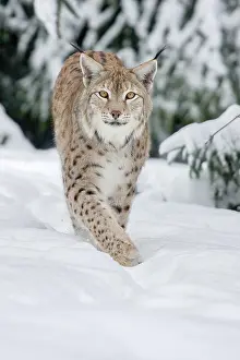 Move: Eurasian lynx (Lynx lynx) running in deep snow, c