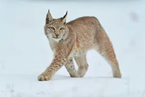 Move: Eurasian lynx (Lynx lynx), running across snow-covered
