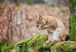 Preen: Eurasian lynx (Lynx lynx) sits on rocks, coat care