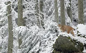 Vision: Eurasian lynx (Lynx lynx) in the snow, Bayerischer