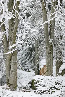 Vision: Eurasian lynx (Lynx lynx) in the snow, Bayerischer
