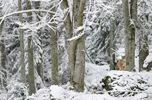 Vision: Eurasian lynx (Lynx lynx) in the snow, Bayerischer