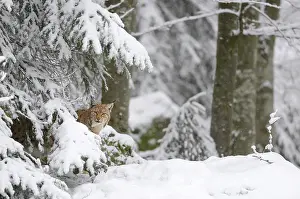 Vision: Eurasian lynx (Lynx lynx) in the snow, Bayerischer