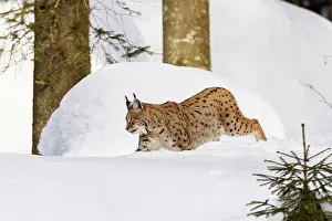 Wald: Eurasian lynx (Lynx lynx) in snow, winter, Bavarian