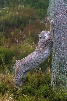 Claw: Eurasian lynx (Lynx lynx), standing upright on a