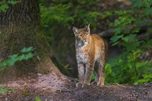 Felinae: A Eurasian lynx, (Lynx lynx) stands next to a big tree in a forest