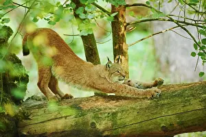 Streching: Eurasian lynx (Lynx lynx), streching on a fallen