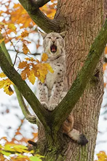 Tomcat: Eurasian Lynx (Lynx lynx), Tomcat in tree, Autumn, captive
