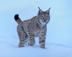Hour: Eurasian lynx (Lynx lynx), walking through deep