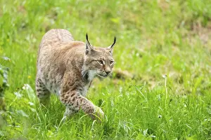 Silhouettes: Eurasian lynx (Lynx lynx) walking in the grass