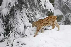 Vision: Eurasian lynx (Lynx lynx) walking in the snow, Bayerischer