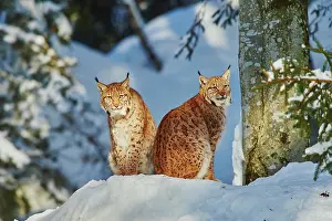 Wald: Eurasian lynx (Lynx lynx) in winter, captive, Bavarian