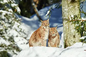Wald: Eurasian lynx (Lynx lynx) in winter, captive, Bavarian