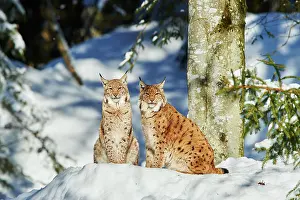 Wald: Eurasian lynx (Lynx lynx) in winter, captive, Bavarian