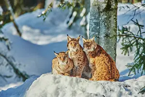 Wald: Eurasian lynx (Lynx lynx) in winter, captive, Bavarian