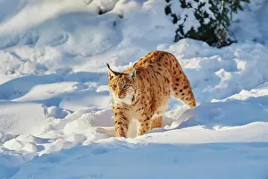 251119: Eurasian lynx (Lynx lynx) in winter, captive, Bavarian
