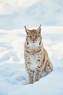 Wald: Eurasian lynx (Lynx lynx) in winter, captive, Bavarian