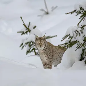 Sumava: Eurasian lynx (Lynx lynx), in winter forest, Sumava