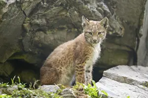 Picturesque: Eurasian lynx (Lynx lynx) youngster
