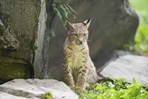 Picturesque: Eurasian lynx (Lynx lynx) youngster