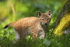 Ears: Eurasian lynx (Lynx lynx) youngster on a meadow