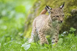 Picturesque: Eurasian lynx (Lynx lynx) youngster on a meadow