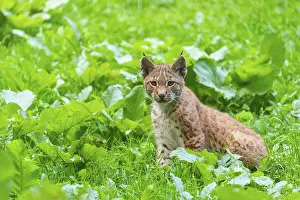 Ears: Eurasian lynx (Lynx lynx) youngster on a meadow