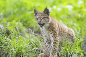Picturesque: Eurasian lynx (Lynx lynx) youngster on a meadow
