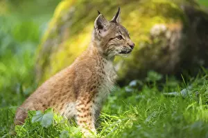 Picturesque: Eurasian lynx (Lynx lynx) youngster on a meadow