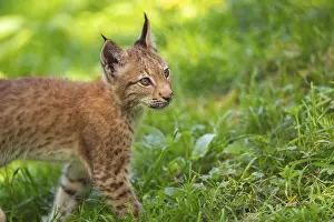 Picturesque: Eurasian lynx (Lynx lynx) youngster on a meadow