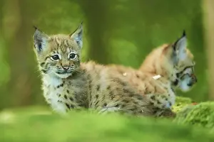 Youngsters: Eurasian lynx (Lynx lynx) youngsters water, Bavaria