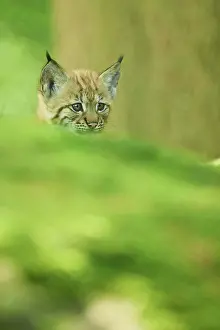 Youngsters: Eurasian lynx (Lynx lynx) youngsters water, Bavaria