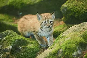 Youngsters: Eurasian lynx (Lynx lynx) youngsters water, Bavaria