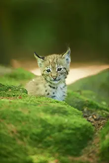 Youngsters: Eurasian lynx (Lynx lynx) youngsters water, Bavaria