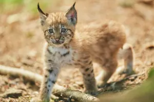 Youngsters: Eurasian lynx (Lynx lynx) youngsters water, Bavaria