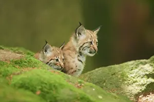 Youngsters: Eurasian lynx (Lynx lynx) youngsters water, Bavaria