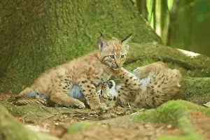 Youngsters: Eurasian lynx (Lynx lynx) youngsters water, Bavaria