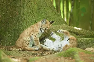Youngsters: Eurasian lynx (Lynx lynx) youngsters water, Bavaria