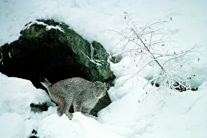 Urinating: Eurasian Lynx - In snow male marking his territory