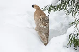 Lynx: Eurasian Lynx winter 24, S-E Arndt