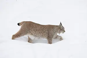 Lynx: Eurasian Lynx winter 26, S-E Arndt