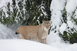 Lynx: Eurasian Lynx winter 28, S-E Arndt
