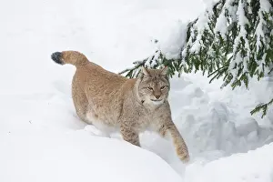 Lynx: Eurasian Lynx winter 33, S-E Arndt