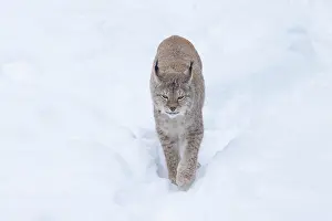 Lynx: Eurasian Lynx winter 39, S-E Arndt