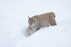 Lynx: Eurasian Lynx winter 41, S-E Arndt