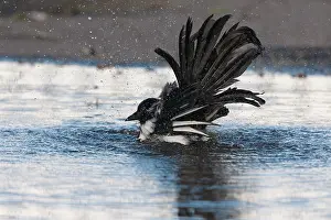 Ijmuiden: Eurasian Magpie