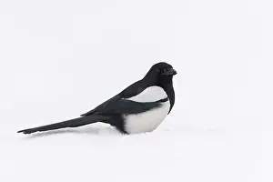 Pica: Eurasian Magpie