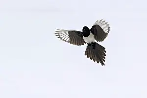 Pica: Eurasian Magpie